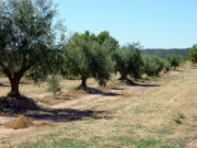 Vila-seca celebrarà el seu primer festival de l’oli