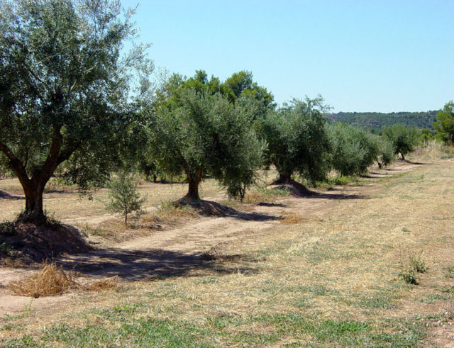 oliveres