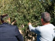 La DOP Siurana espera doblar la campanya de l’any passat i produir cinc milions de litres d’oli aquest 2025