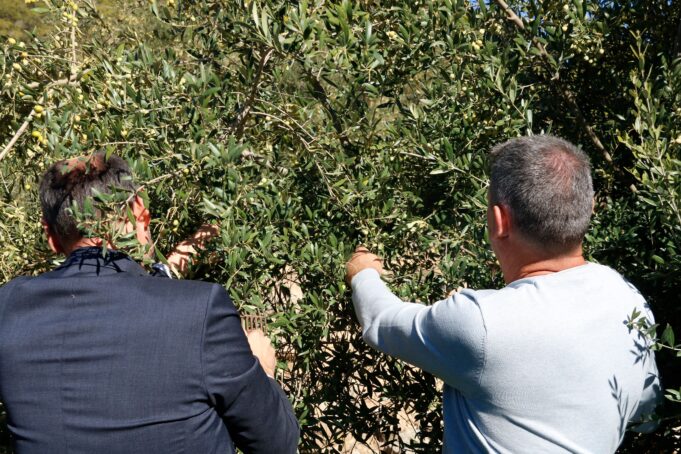 La DOP Siurana espera doblar la campanya de l’any passat i produir cinc milions de litres d’oli aquest 2025