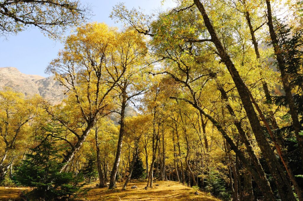 La creació de paisatges agroforestals més resilients es destaca com un àmbit clau per impulsar la bioeconomia a Catalunya. Generalitat de Catalunya.