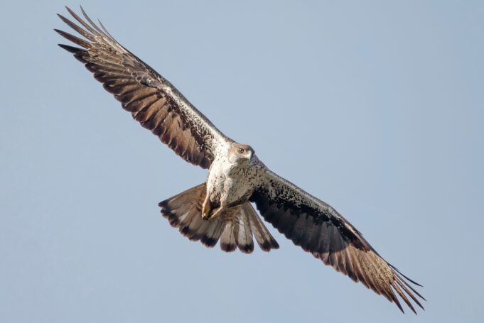 Dicten mesures compensatòries per l’afectació a l’àliga cuabarrada de dues centrals fotovoltaiques a Tarragona i l’Ebre