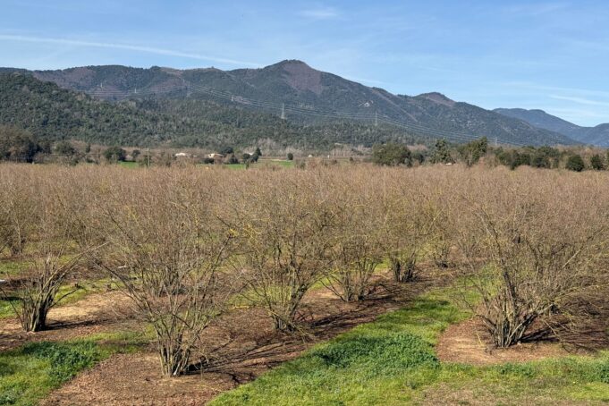 Agricultura aprova ajuts de gairebé 1 milió d’euros per recuperar cultius llenyosos afectats per la sequera