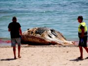 Retiren una balena morta que havia aparegut a la platja de l’Almadrava de Vandellòs i l’Hospitalet de l’Infant