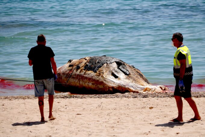 Retiren una balena morta que havia aparegut a la platja de l’Almadrava de Vandellòs i l’Hospitalet de l’Infant