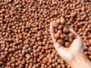 Un estudi de la URV conclou que menjar fruita seca s’associa amb una millor qualitat espermàtica