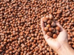 Un estudi de la URV conclou que menjar fruita seca s’associa amb una millor qualitat espermàtica