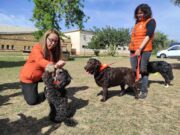 Carrer Major | Incorporar un animal a la família: què cal tenir en compte abans de fer el pas?