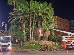 La brigada realitza poda preventiva a les palmeres de l’avinguda Catalunya