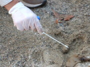 Tarragona inicia l’anàlisi dels excrements de gossos per sancionar-ho